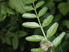 Vicia sepium