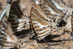 Graphium aristeus