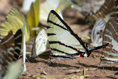 Graphium agetes