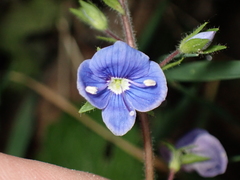 Veronica chamaedrys