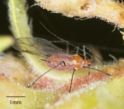 Beeblossom Aphid photo 2