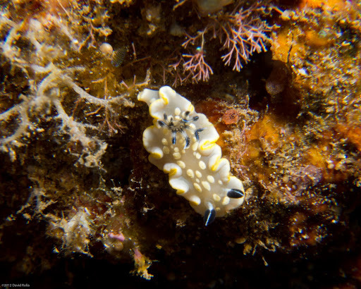 Tom Smith's Nudibranch