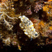 Tom Smith's Nudibranch - Photo (c) 104623964081378888743, some rights reserved (CC BY-NC), uploaded by 104623964081378888743