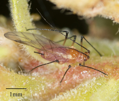 Macrosiphum gaurae