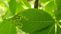 Phytomyza aesculi