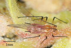 Macrosiphum gaurae