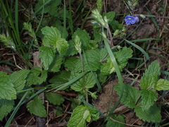 Veronica chamaedrys