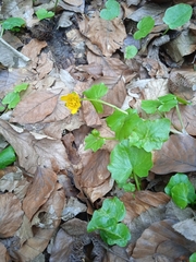 Ficaria verna