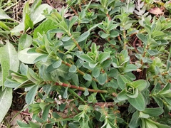 Hypericum perforatum