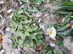 Bellis perennis