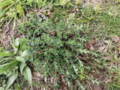 Hypericum perforatum