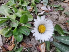 Bellis perennis