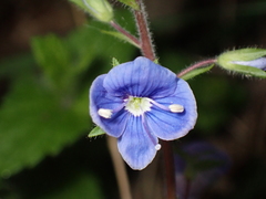 Veronica chamaedrys