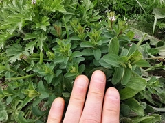 Hypericum perforatum