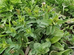 Hypericum perforatum