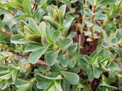 Hypericum perforatum