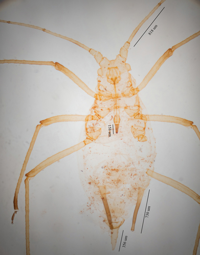 Beeblossom Aphid photo 4
