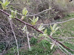 Elaeagnus angustifolia