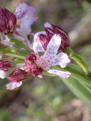 Orchis purpurea
