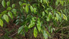 Murraya euchrestifolia