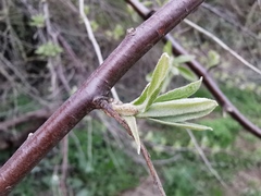 Elaeagnus angustifolia