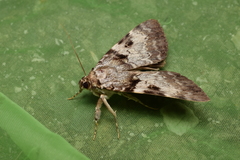 Catocala intacta intacta
