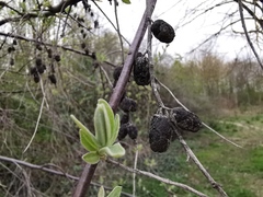 Elaeagnus angustifolia