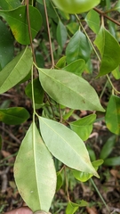 Murraya euchrestifolia