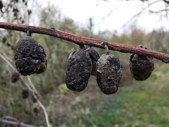 Elaeagnus angustifolia