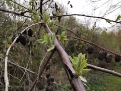 Elaeagnus angustifolia