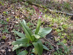 Orchis purpurea