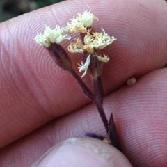 Oxylobus arbutifolius