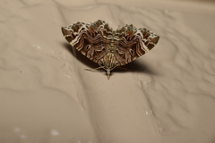 Lobogonodes multistriata