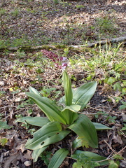 Orchis purpurea
