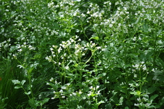 Cardamine amara olotensis