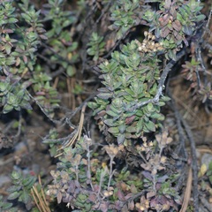 Oxylobus arbutifolius