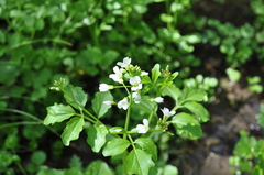 Cardamine amara olotensis