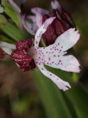 Orchis purpurea