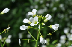 Cardamine amara olotensis
