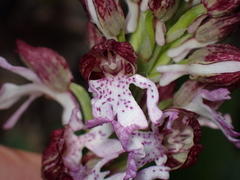 Orchis purpurea
