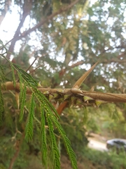 Umbonia crassicornis