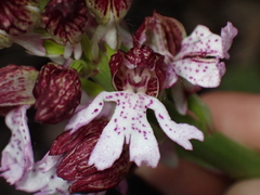 Orchis purpurea