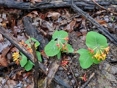 Lonicera flava