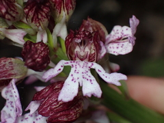 Orchis purpurea