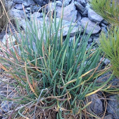 Ottoa oenanthoides