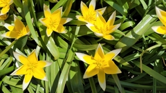 Tulipa urumiensis