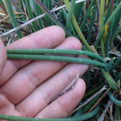 Ottoa oenanthoides
