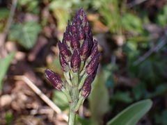 Orchis purpurea