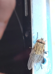 Diptera