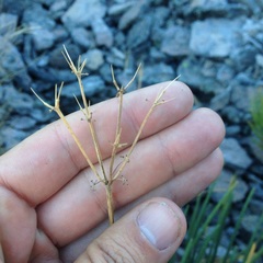 Ottoa oenanthoides